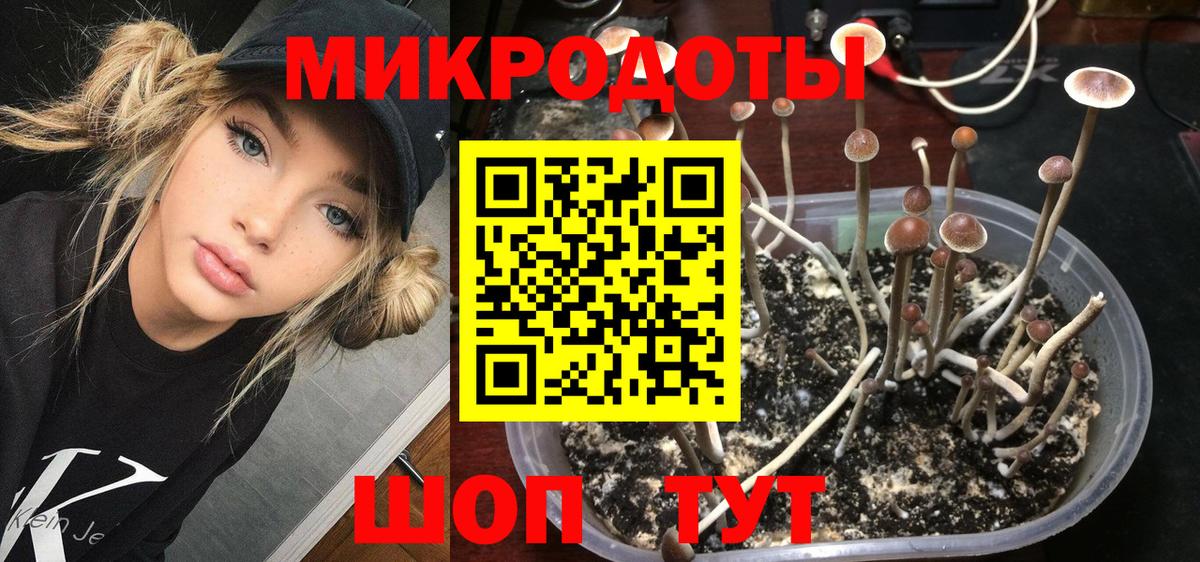 Псилоцибиновые грибы Psilocybe Москва